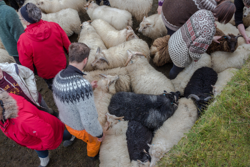 The Sheep Population of Iceland | Alamy Stock Photo by Kristinn Thorlaksson