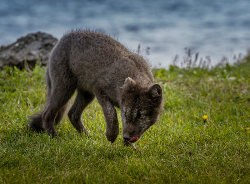 Iceland’s Only Native Land Mammal | Alamy Stock Photo by Ragnar Th Sigurdsson/ARCTIC IMAGES 