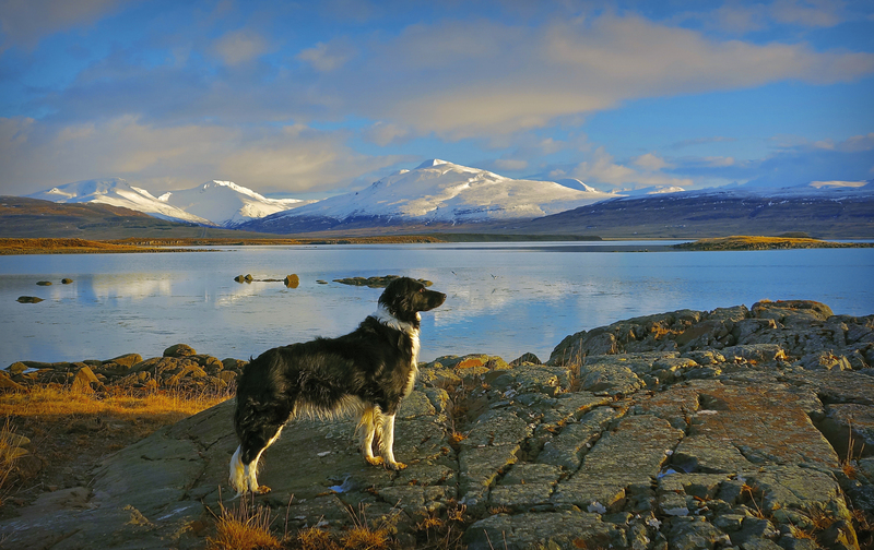 Dogs Were Banned in Reykjavik | Getty Images Photo by kraftaverk1