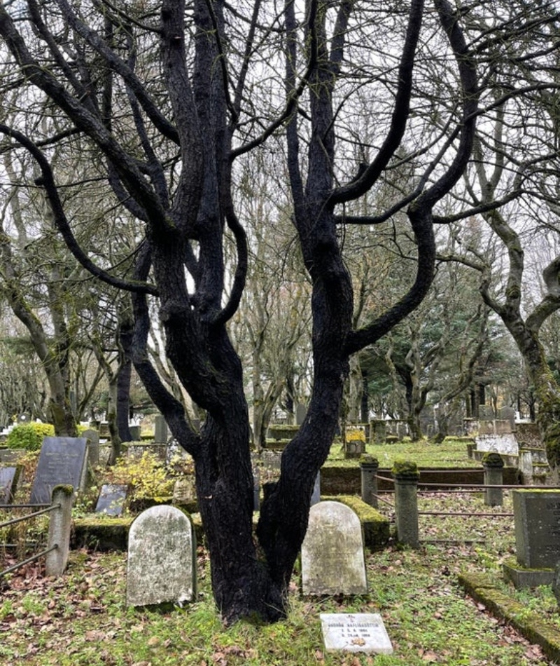The Old Norse Tradition Where Trees Are Planted on Graves | Reddit.com/Yako_hello_nurse