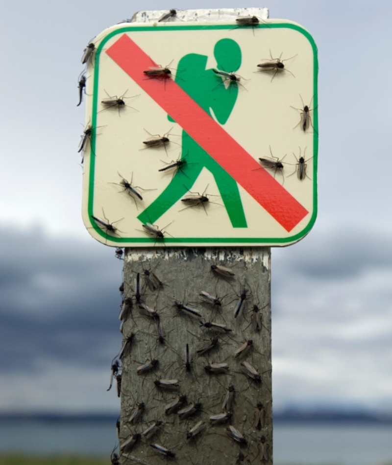 You Won't Find Any Mosquitoes in Iceland | Alamy Stock Photo by Erlend Haarberg/naturepl.com/Nature Picture Library