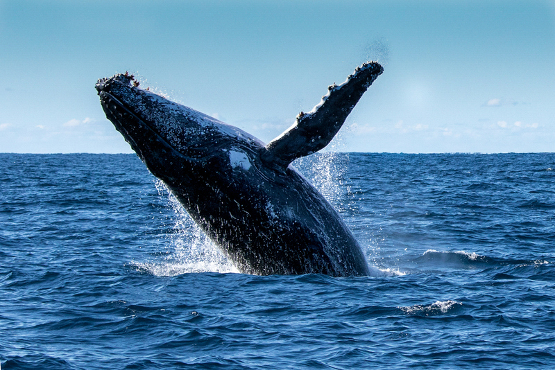 More and More Whales | Anne Powell/Shutterstock