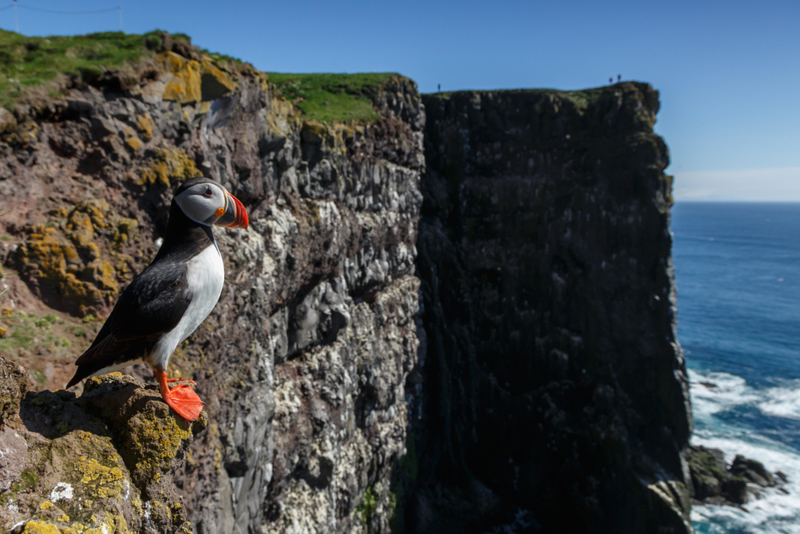 Iceland's Birds | Alamy Stock Photo by Menno Schaefer