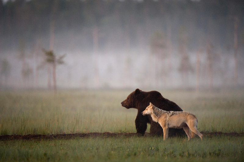Brown Bear and Gray Wolf | Alamy Stock Photo by Nature Picture Library/Lassi Rautiainen