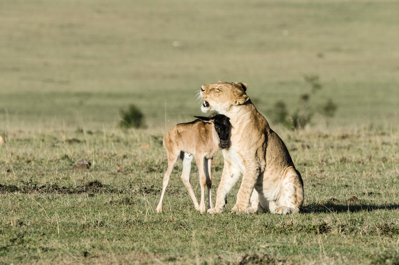 Lioness and Wildebeest | Alamy Stock Photo by Nature Picture Library/Denis-Huot