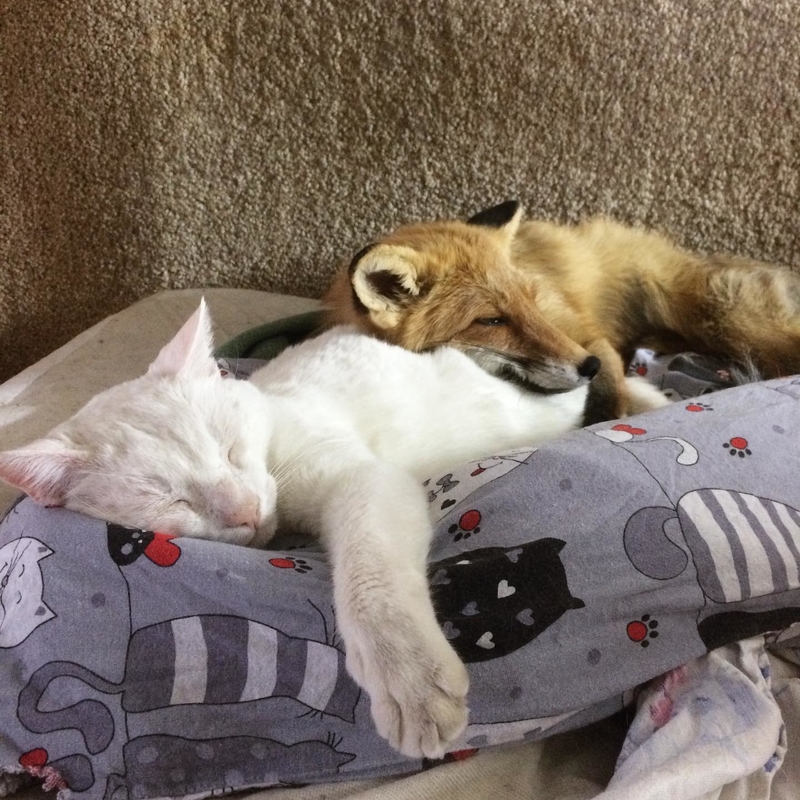Fox and Cat | Instagram/@nixie_fox