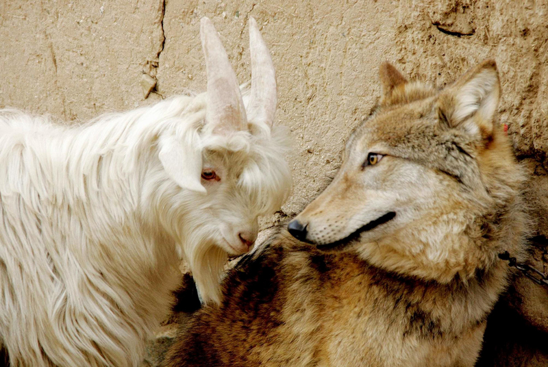 Wolf and Goat | Alamy Stock Photo by WENN Rights Ltd