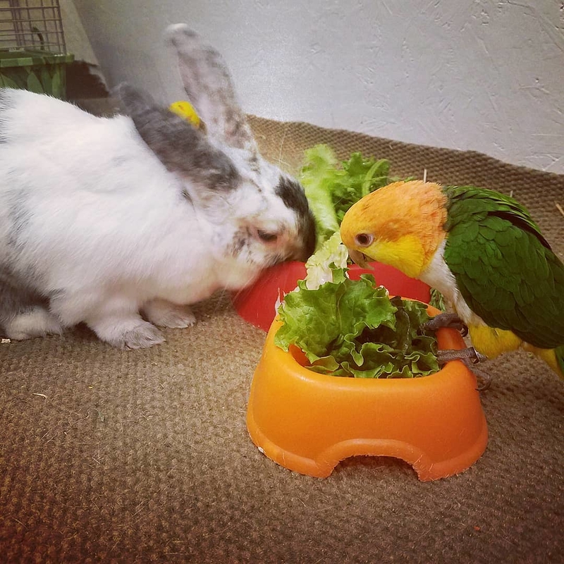 Parrot and Bunny | Instagram/@jaxndfriends
