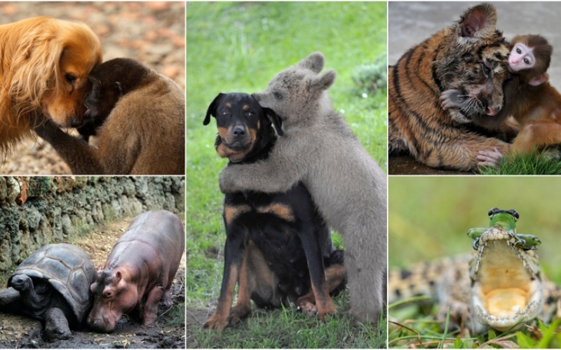Unlikely Animal Besties That Couldn’t Care Less About Their Biological Differences | Alamy Stock Photo by blickwinkel/Mrazovic & REUTERS/Antony Njuguna & REUTERS/Srdjan Zivulovic & REUTERS/Stringer & Media Drum World