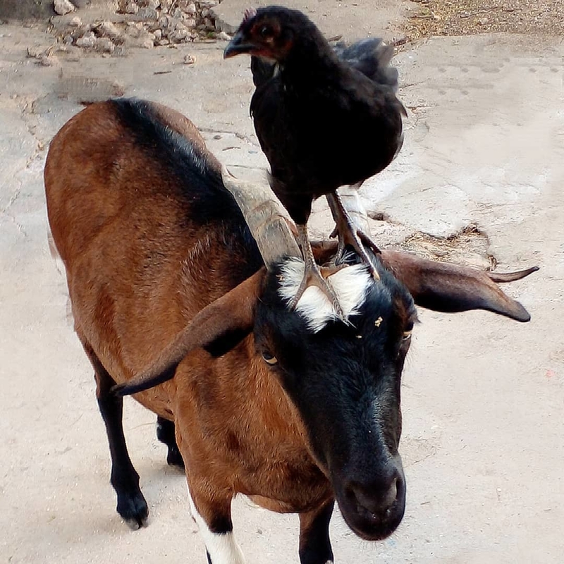 Chicken and Goat | Instagram/@npetsbon