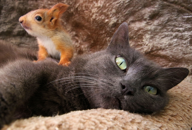 Cat and Squirrel | Alamy Stock Photo by REUTERS/Alexey Pavlishak