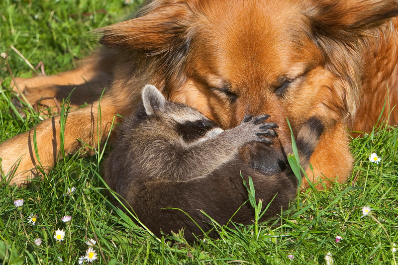 Dog and Raccoon | Alamy Stock Photo by blickwinkel/Hecker