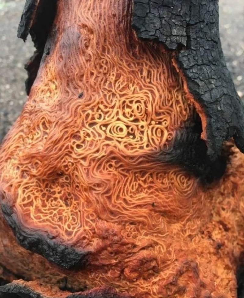 A Tree Made of Spaghetti | Reddit.com/AwayState