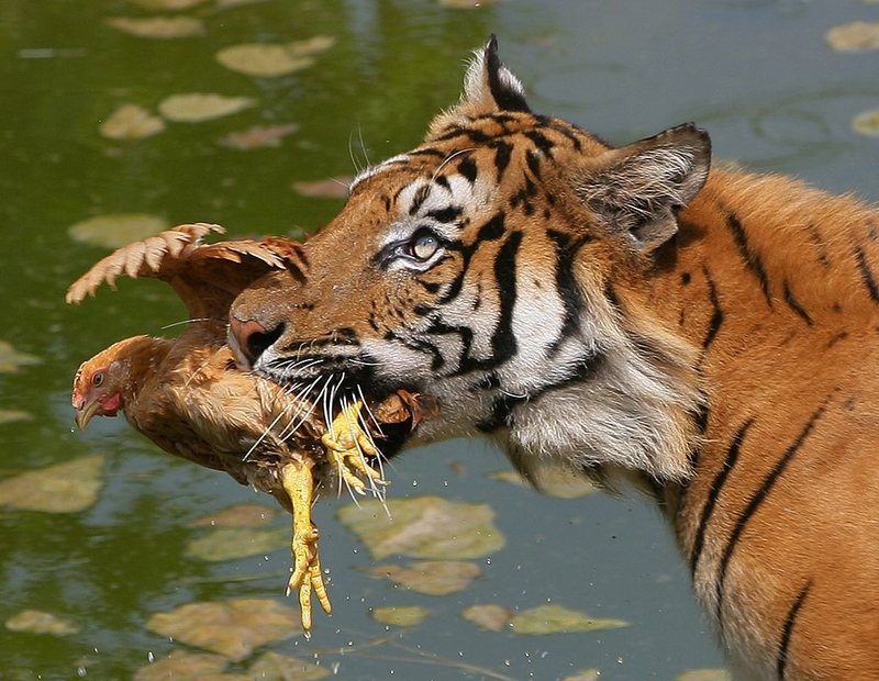 Hogar de muchos animales increíbles | Getty Images Photo by China Photos
