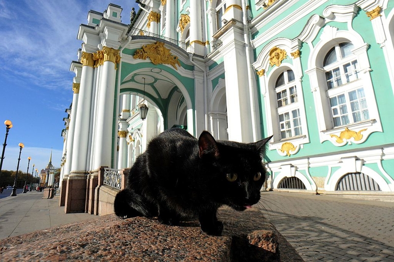 Los gatos del Museo del Hermitage | Getty Images Photo by OLGA MALTSEVA/AFP 
