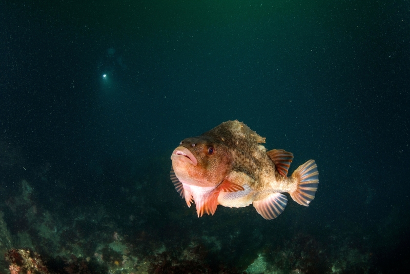 Criaturas de las profundidades | Alamy Stock Photo