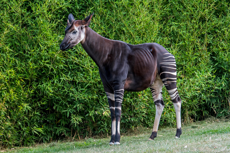 Okapi | Alamy Stock Photo