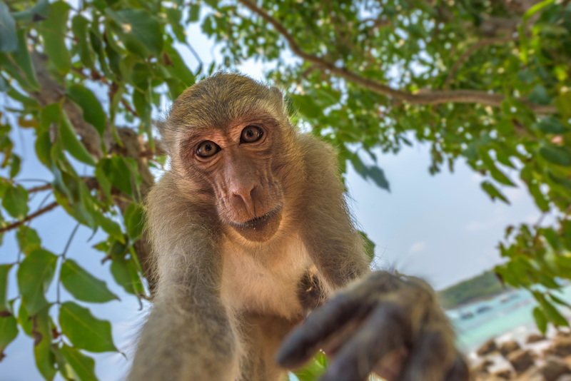 Bukit Timah Monkey Man | Alamy Stock Photo