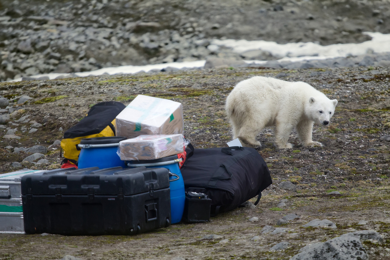 Strip to Escape Polar Bears | Shutterstock