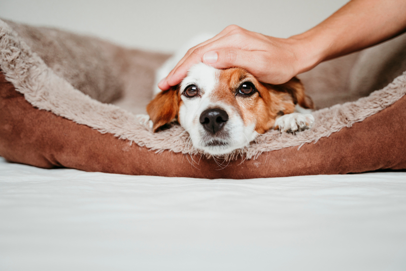 How to Choose the Right Dog Spa Services | Shutterstock