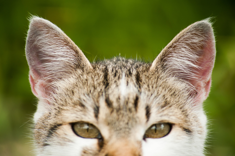 The Best Ear Cleaners for Your Kitty’s Ears | Shutterstock