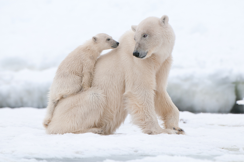 Polar Bears | Shutterstock